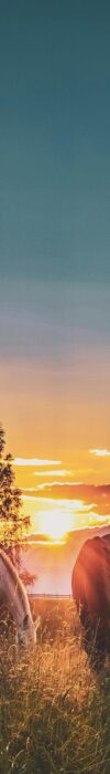 pexels-photo-1366913-1366913 Peaceful scene of horses grazing in a field at sunset. Perfect for nature lovers.